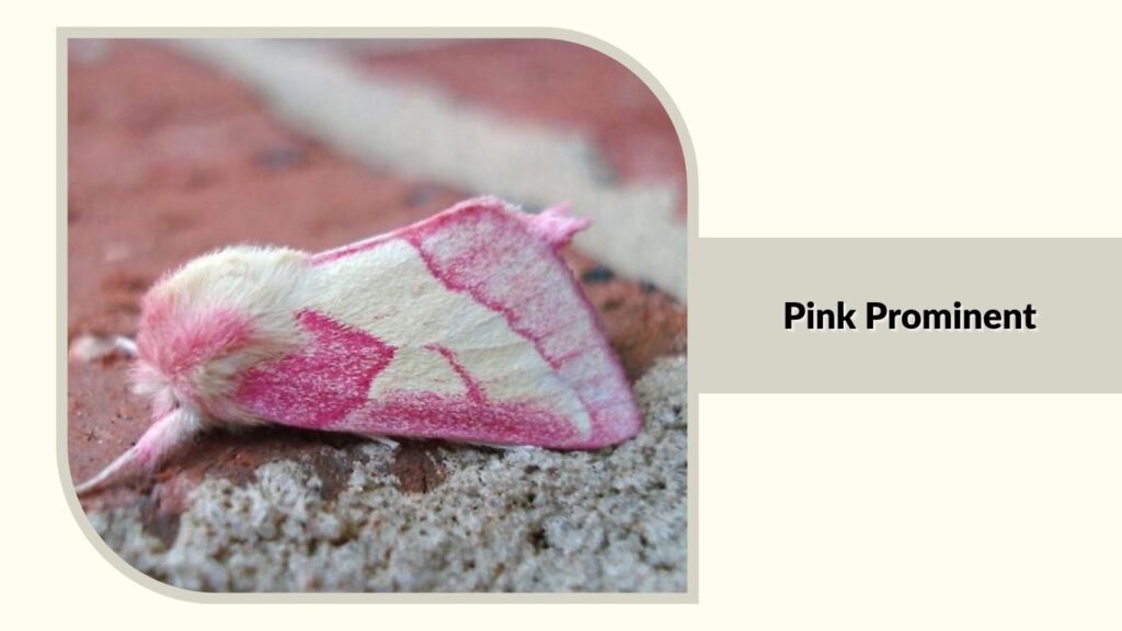 Pink Prominent