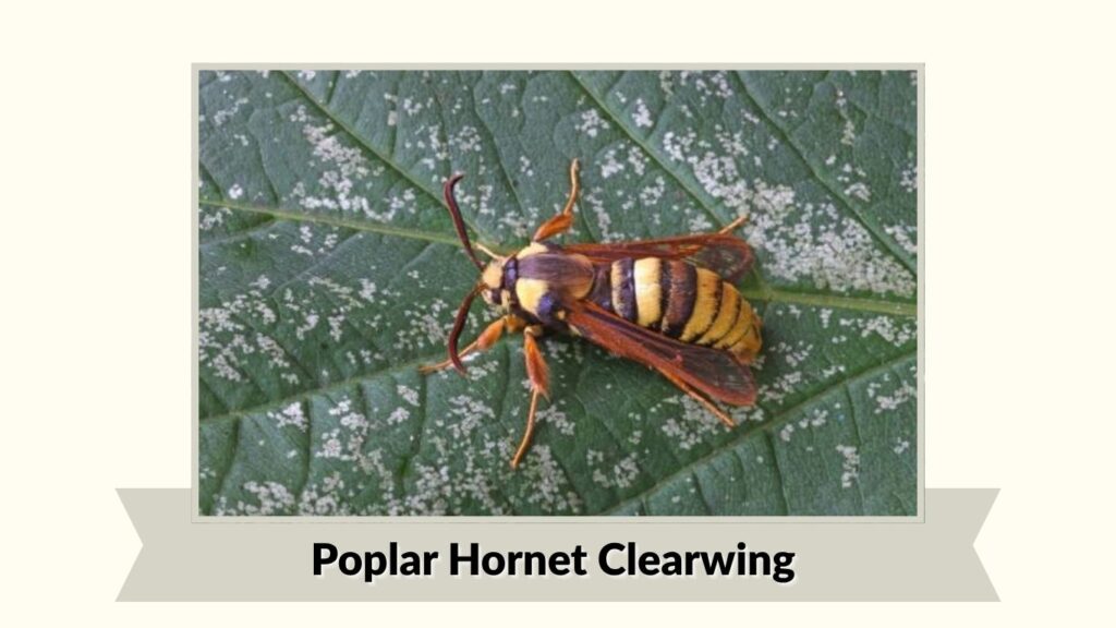 Poplar Hornet Clearwing