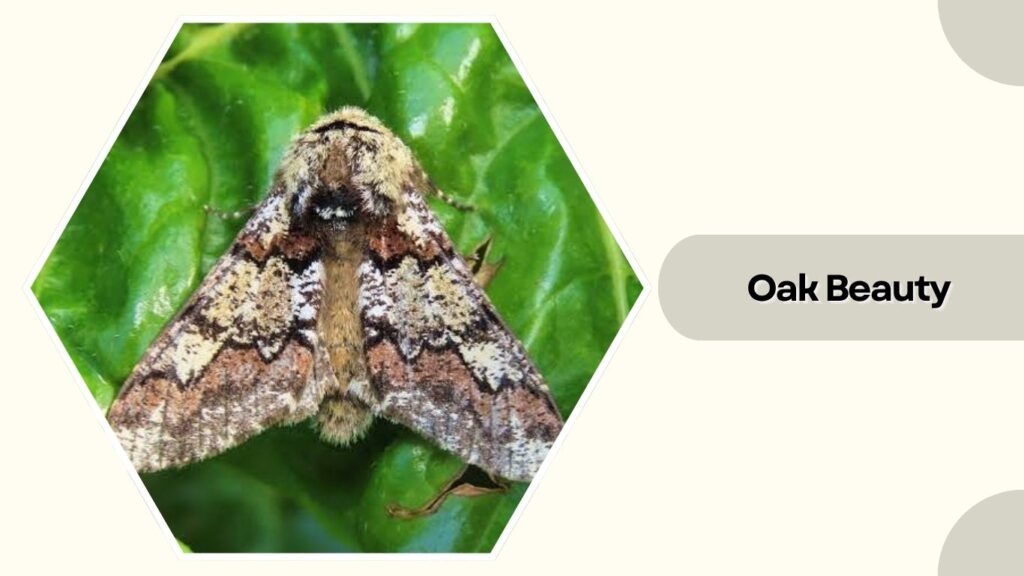 Oak Beauty