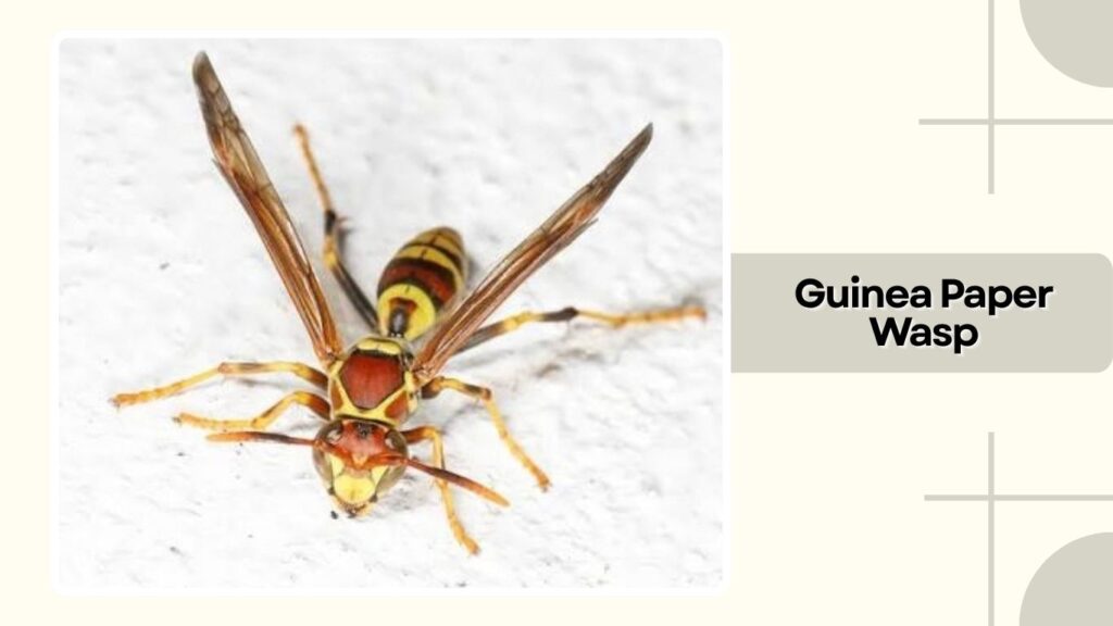 Guinea Paper Wasp
