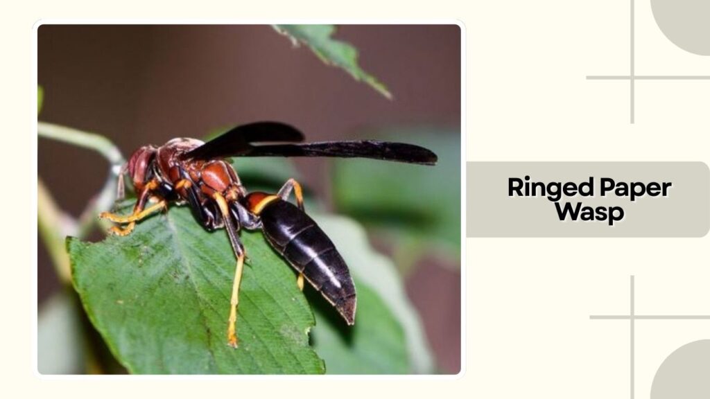 Ringed Paper Wasp