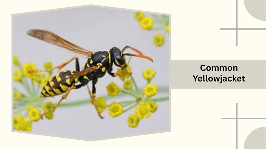 Common Yellowjacket