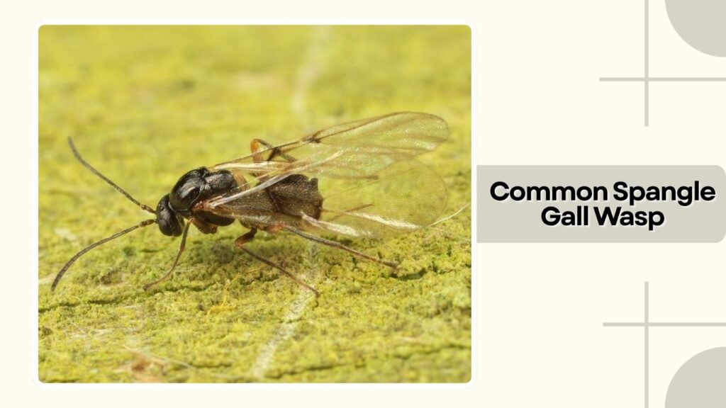 Common Spangle Gall Wasp