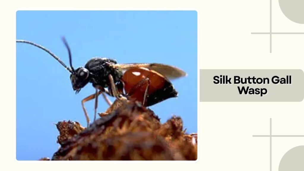 Silk Button Gall Wasp