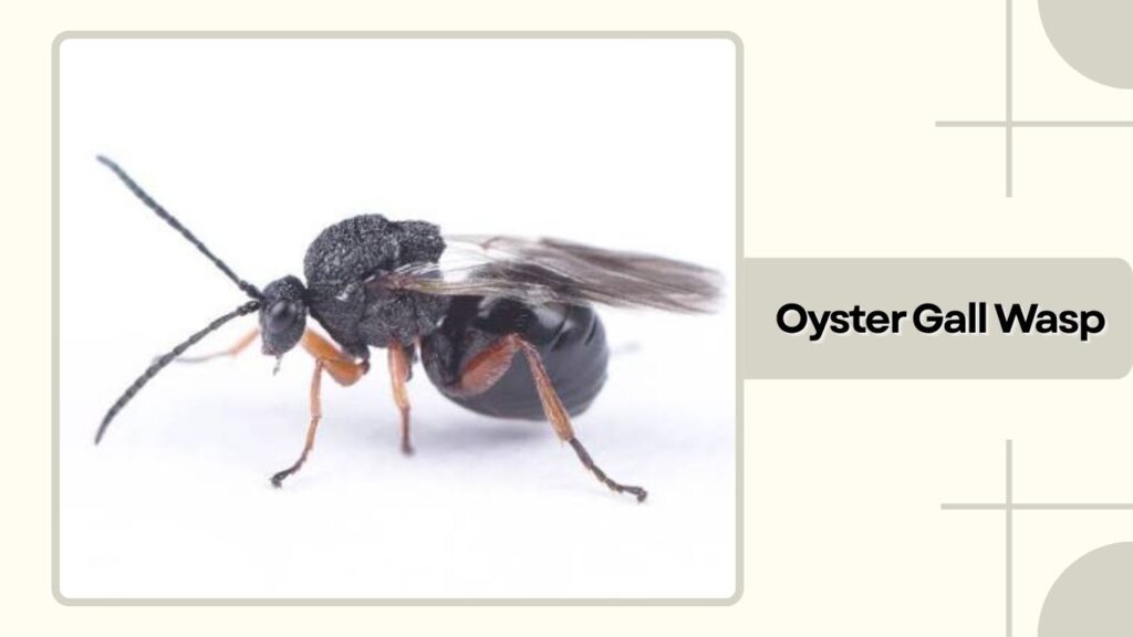 Oyster Gall Wasp