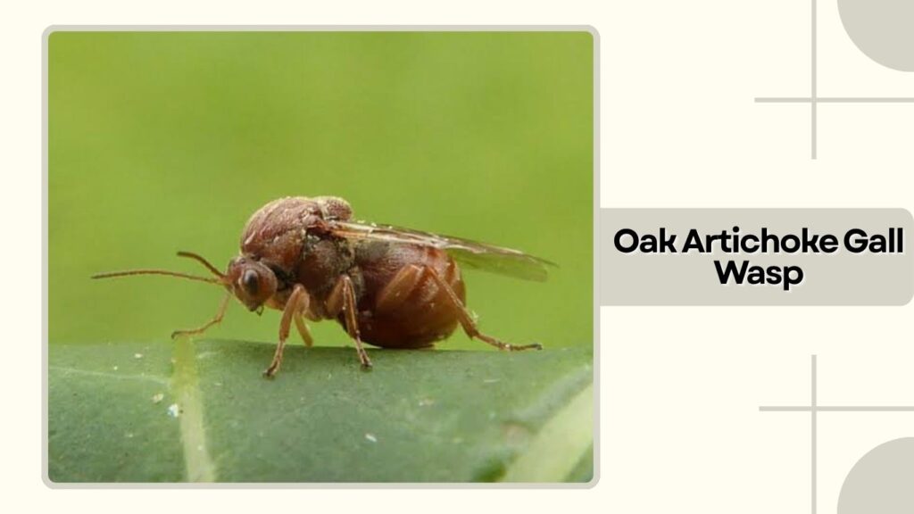 Oak Artichoke Gall Wasp