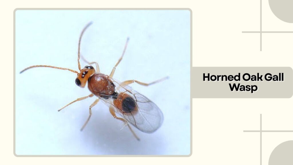 Horned Oak Gall Wasp