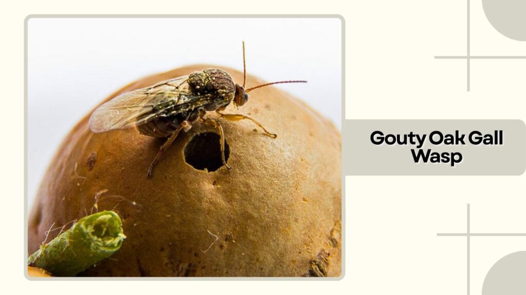 Gouty Oak Gall Wasp