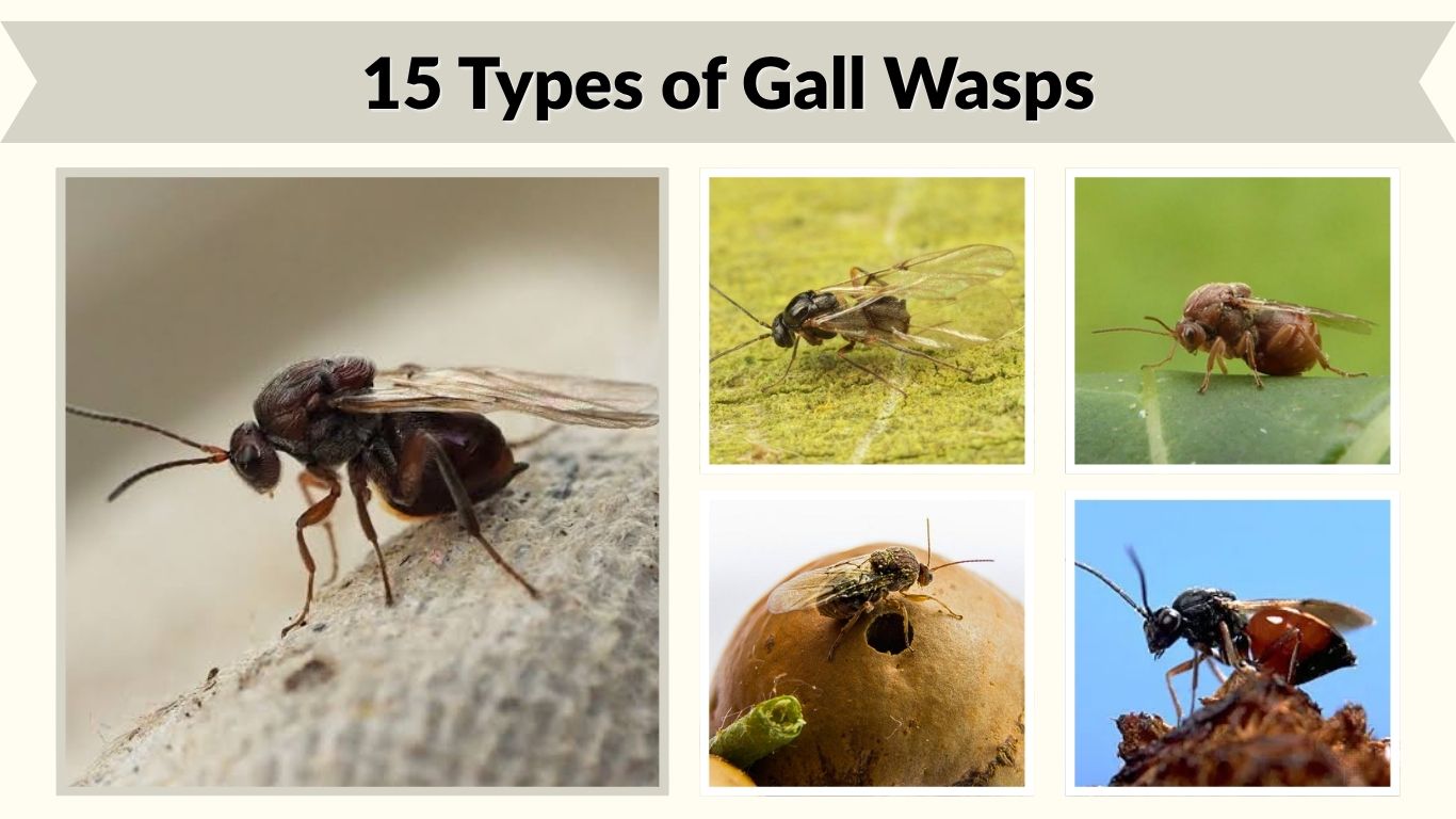 15 Types of Gall Wasps: Identification and Interesting Facts