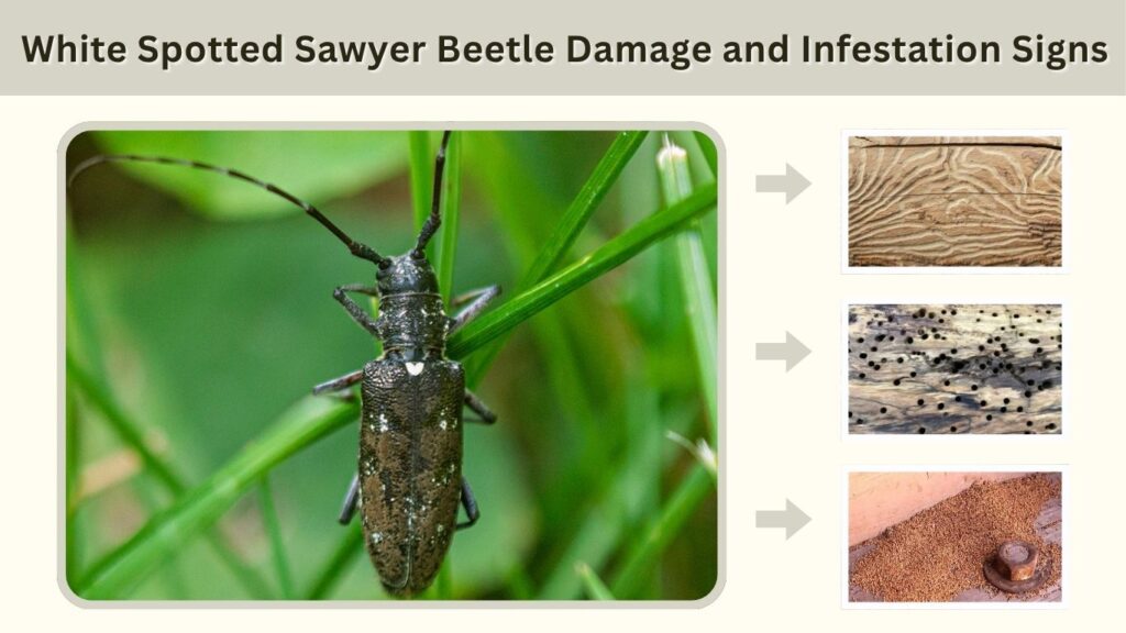 White Spotted Sawyer Beetle Damage and Infestation Signs