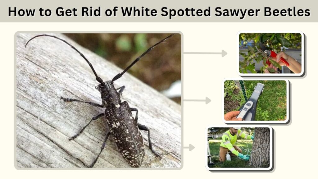 How to Get Rid of White Spotted Sawyer Beetles