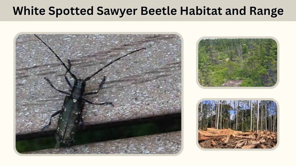 White Spotted Sawyer Beetle Habitat and Range
