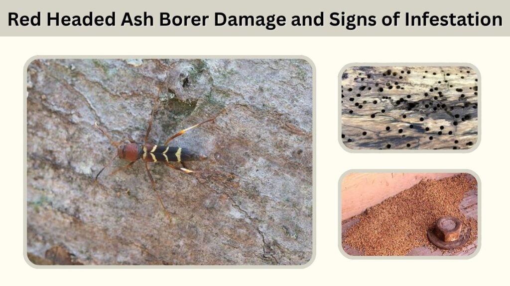 Red Headed Ash Borer Damage and Signs of Infestation