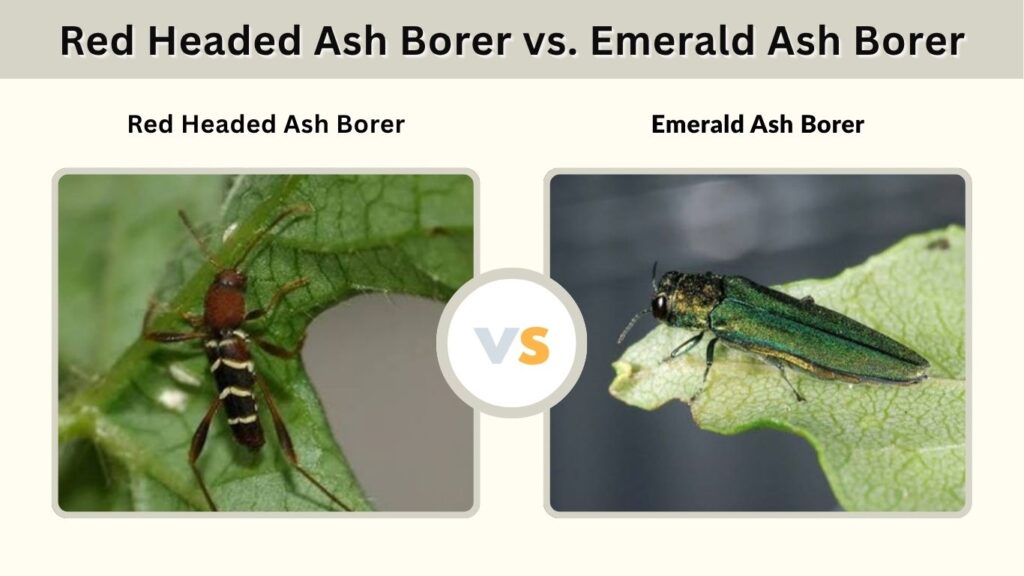 Red Headed Ash Borer vs. Emerald Ash Borer