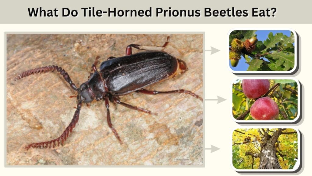 What Do Tile-Horned Prionus Beetles Eat?