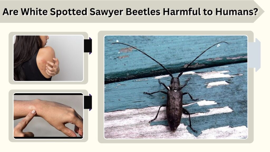 Are White Spotted Sawyer Beetles Harmful to Humans?