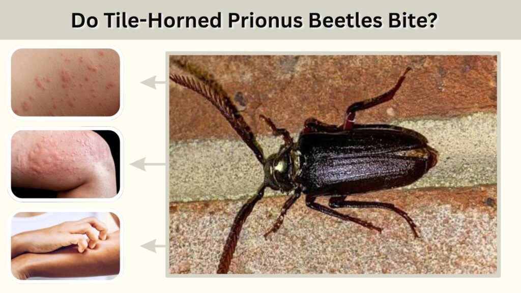 Do Tile-Horned Prionus Beetles Bite?