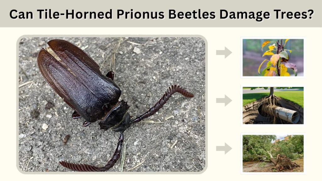 Can Tile-Horned Prionus Beetles Damage Trees?
