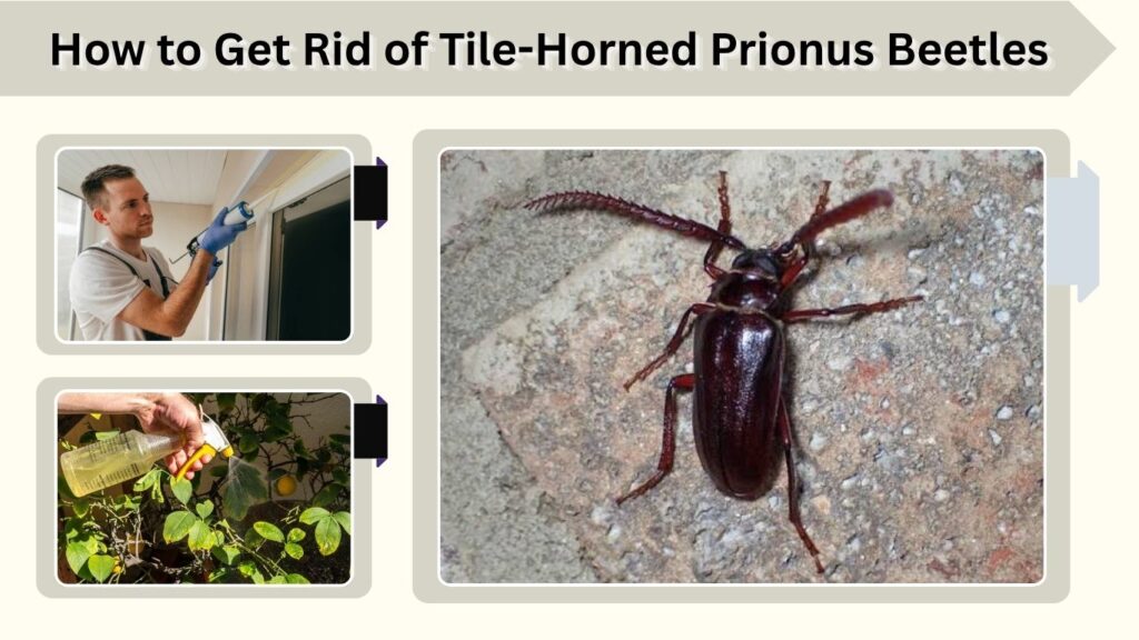 How to Get Rid of Tile-Horned Prionus Beetles