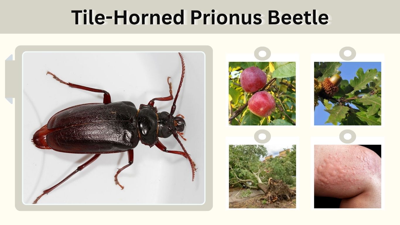 Tile-Horned Prionus Beetle: Bite, Diet & Identification