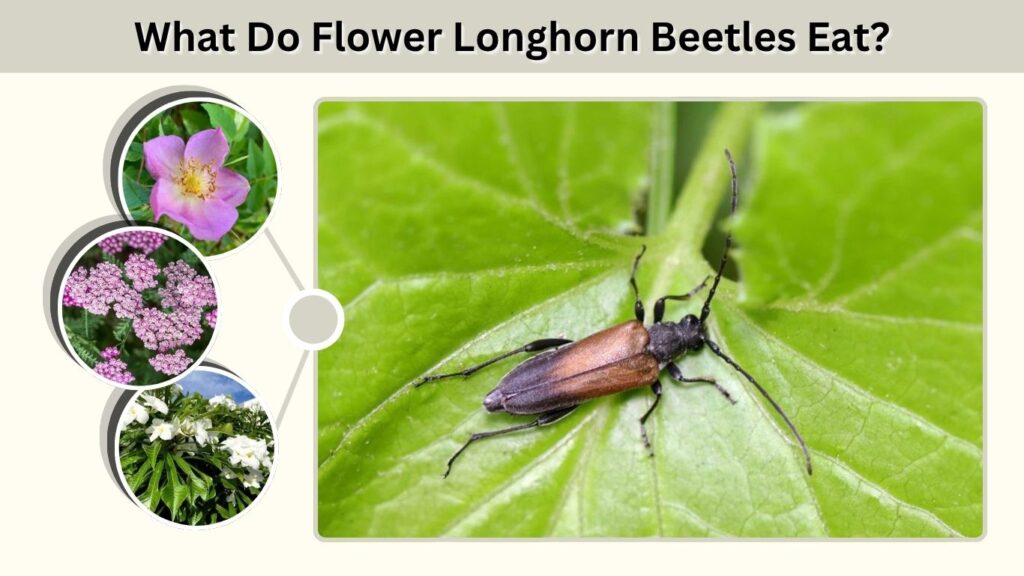 What Do Flower Longhorn Beetles Eat?