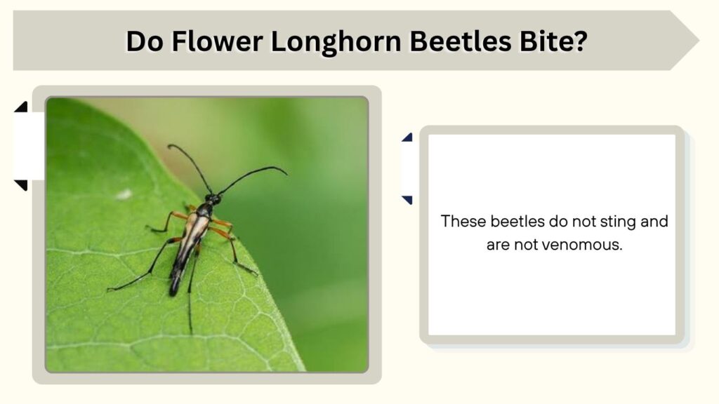 Do Flower Longhorn Beetles Bite?