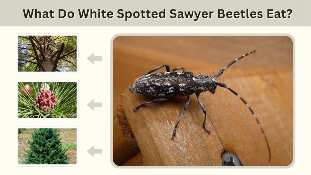 What Do White Spotted Sawyer Beetles Eat?