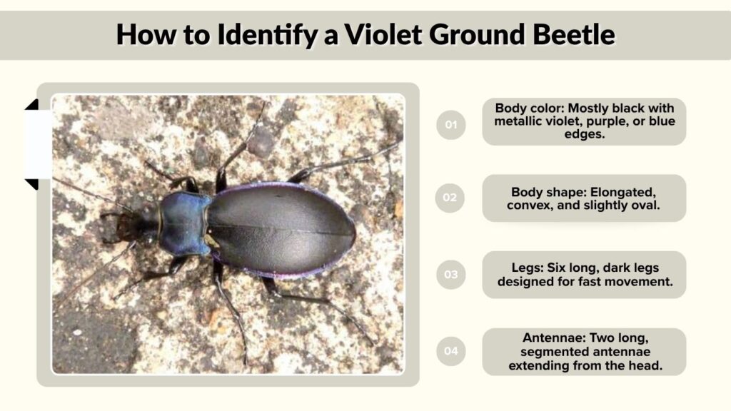 How to Identify a Violet Ground Beetle