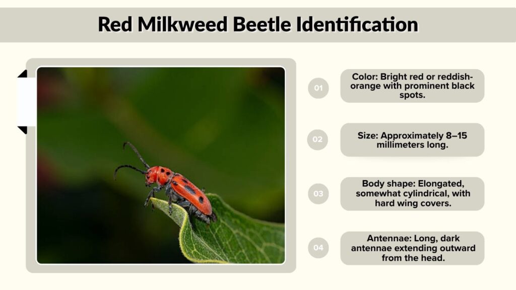 Red Milkweed Beetle Identification