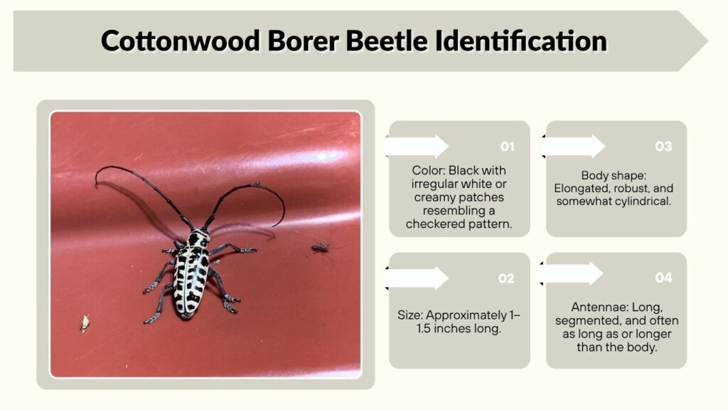 Cottonwood Borer Beetle Identification