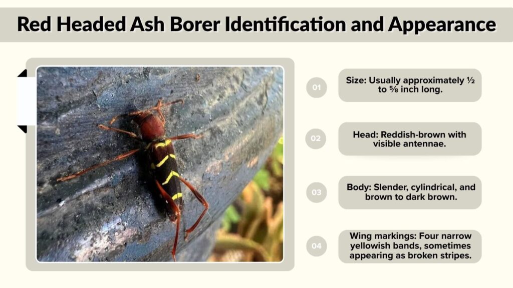 Red Headed Ash Borer Identification and Appearance