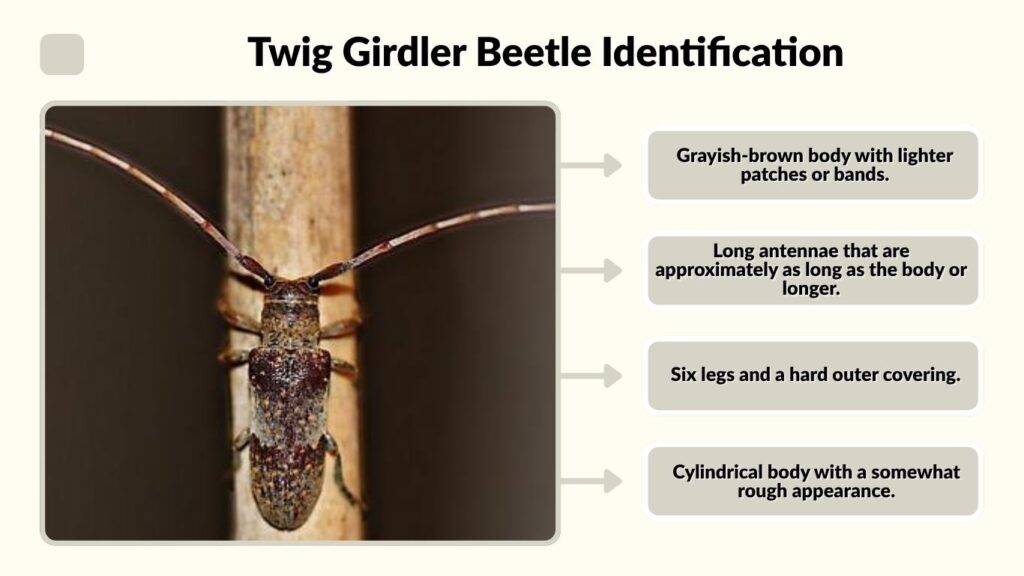 Twig Girdler Beetle Identification
