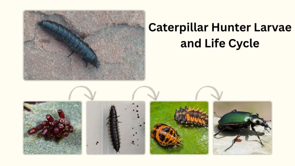 Caterpillar Hunter Larvae and Life Cycle