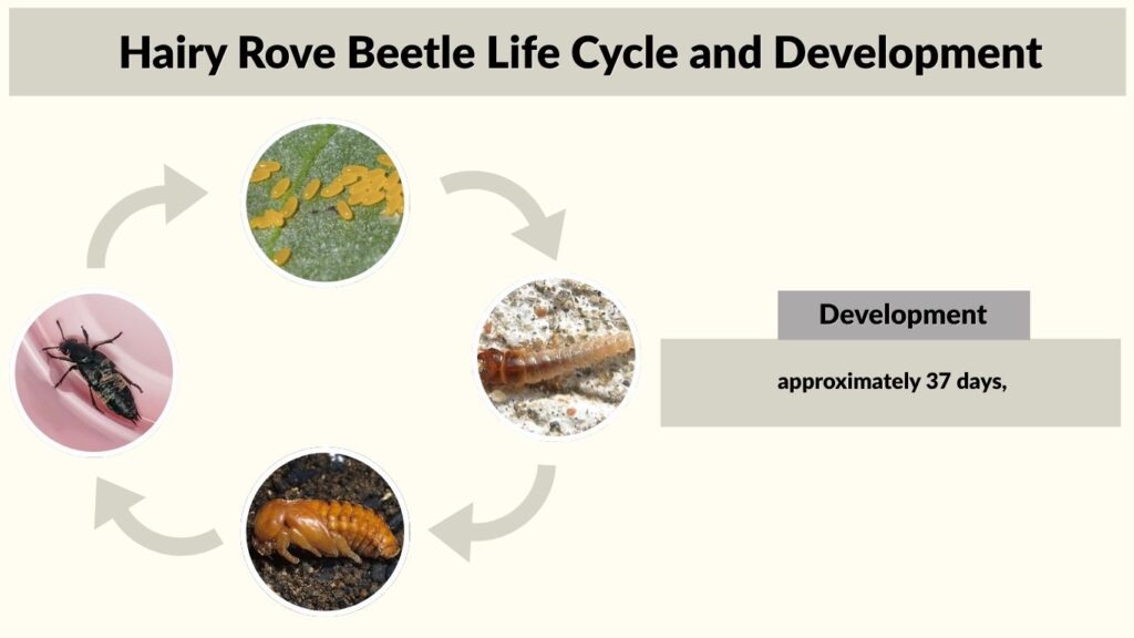 Hairy Rove Beetle Life Cycle and Development