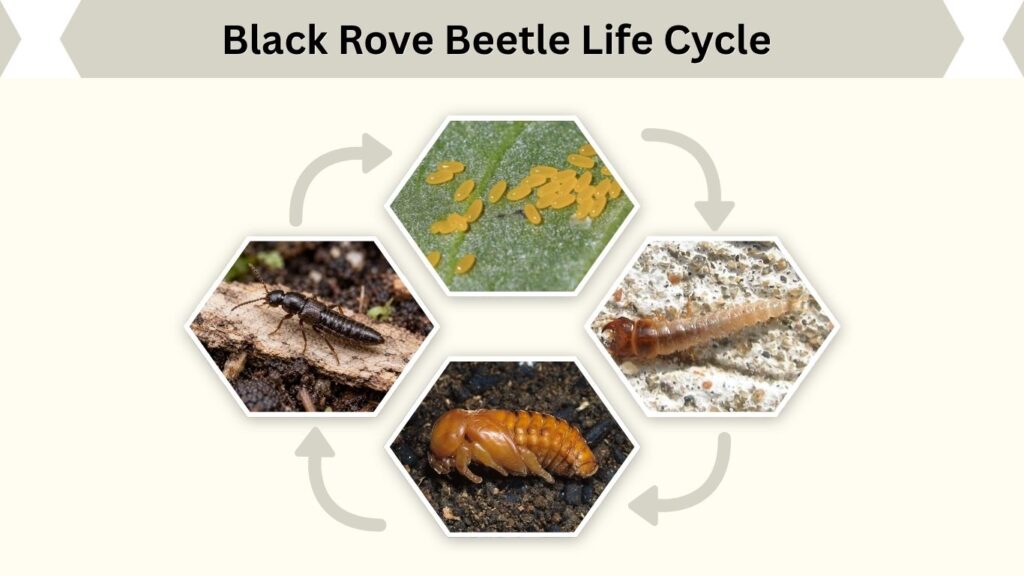 Black Rove Beetle Life Cycle