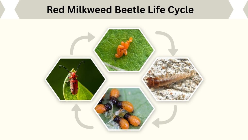 Red Milkweed Beetle Life Cycle