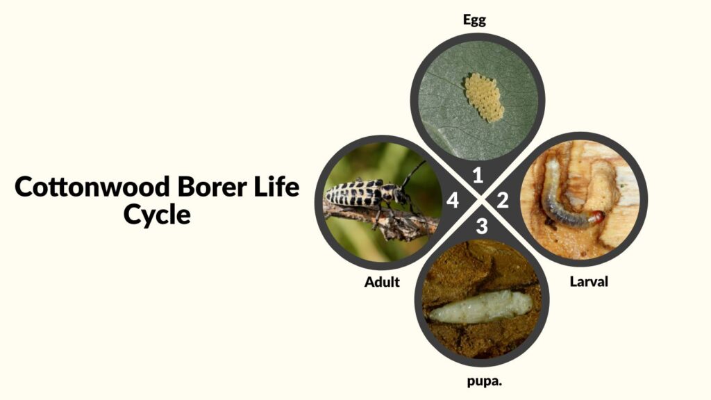 Cottonwood Borer Life Cycle