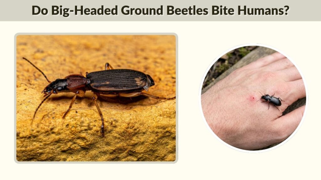 Do Big-Headed Ground Beetles Bite Humans?