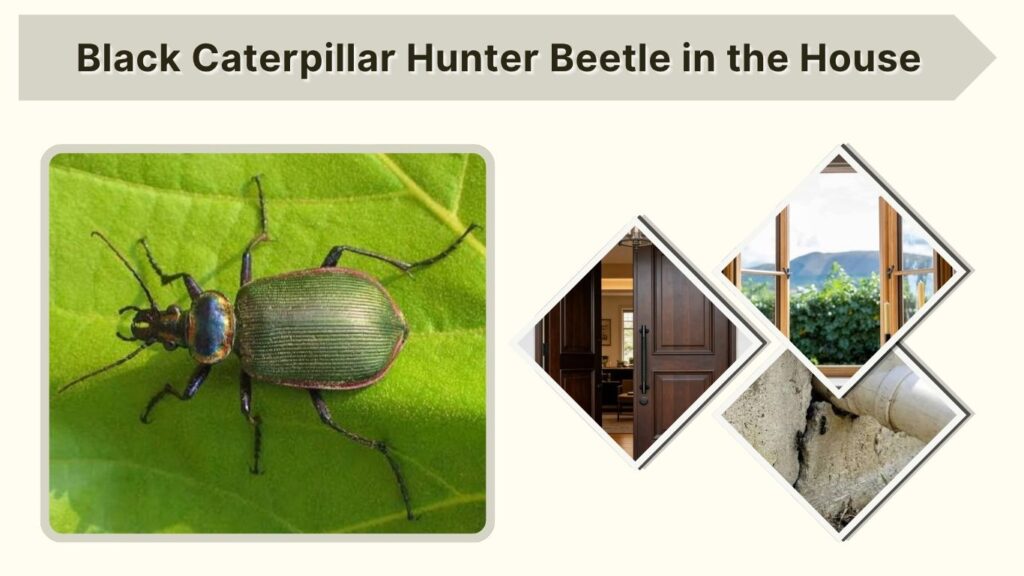 Black Caterpillar Hunter Beetle in the House