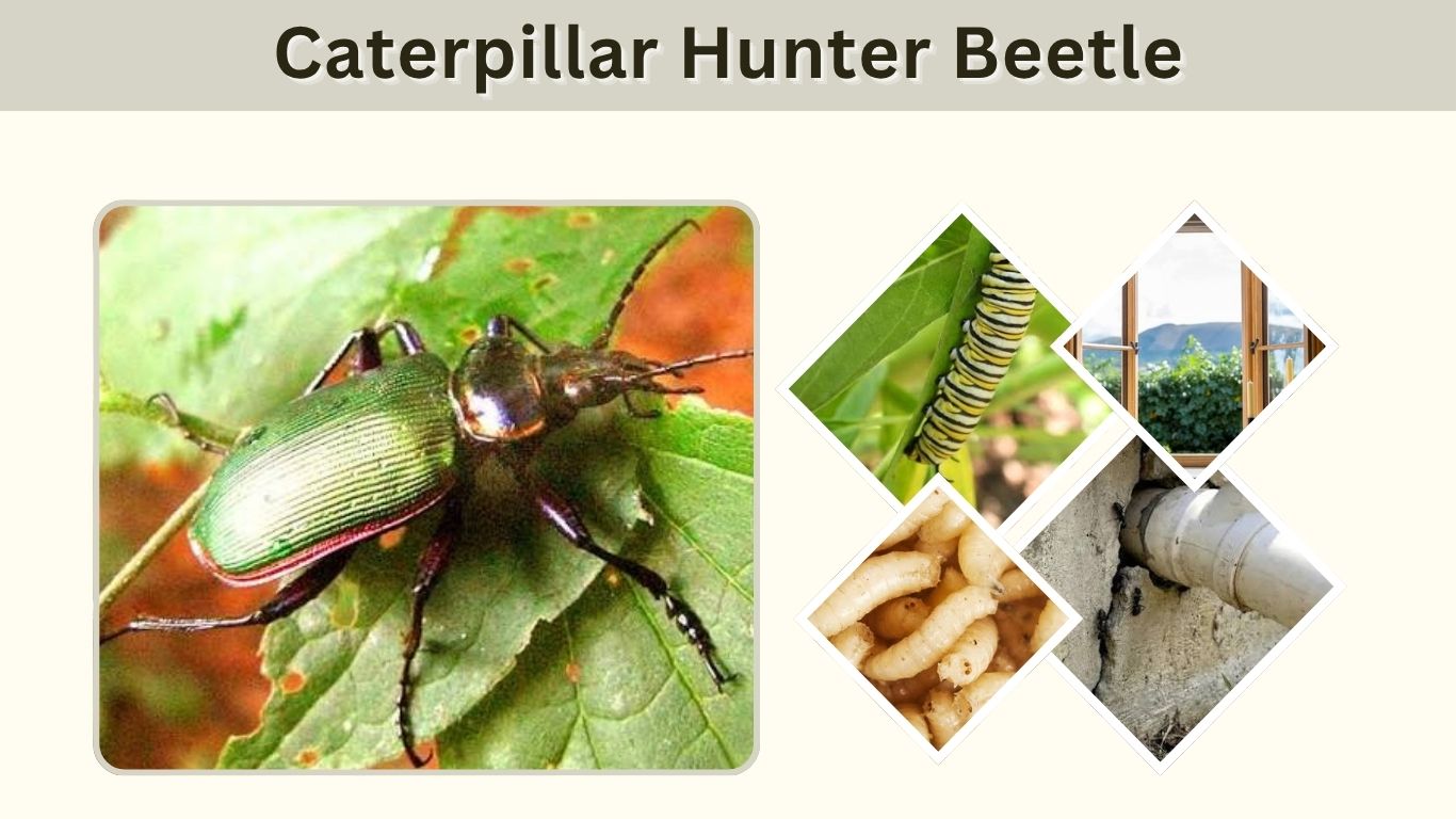 Caterpillar Hunter Beetle: Identification & Life Cycle