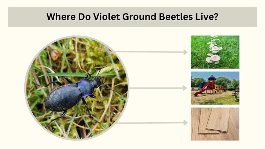 Where Do Violet Ground Beetles Live?
