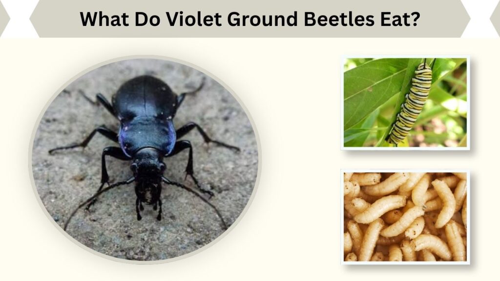 What Do Violet Ground Beetles Eat?
