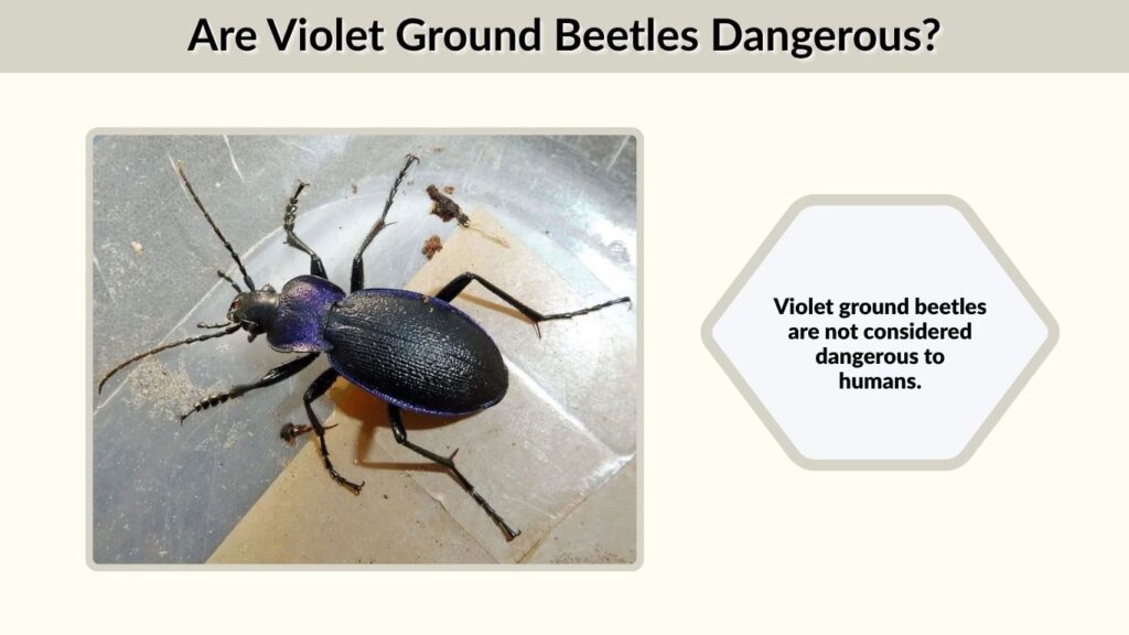 Are Violet Ground Beetles Dangerous?