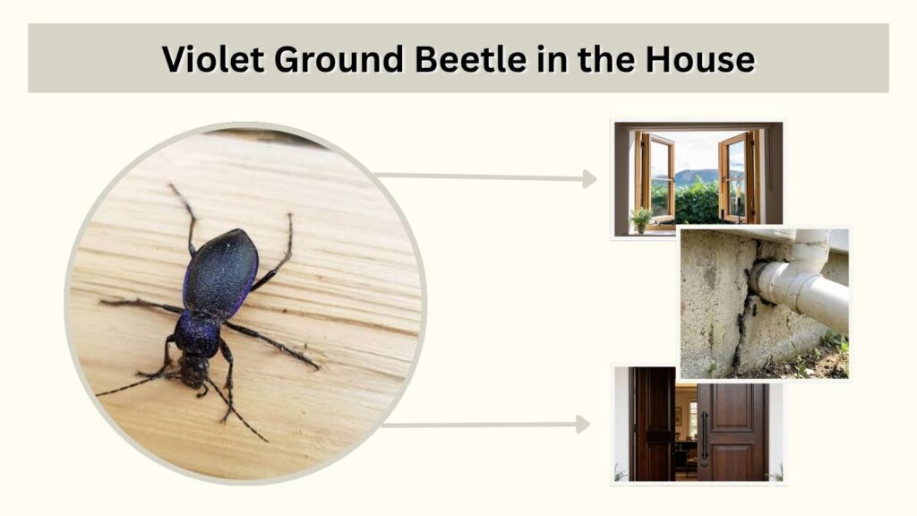 Violet Ground Beetle in the House