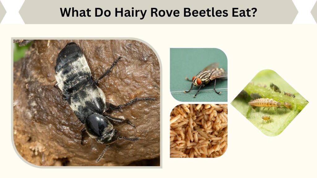 What Do Hairy Rove Beetles Eat?