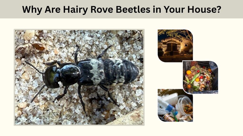 Why Are Hairy Rove Beetles in Your House?