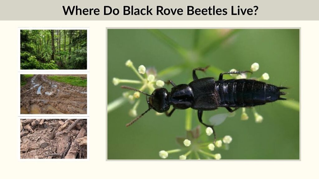 Where Do Black Rove Beetles Live?