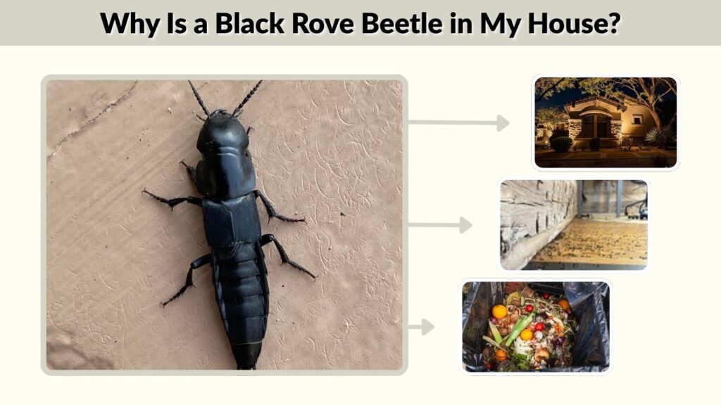 Why Is a Black Rove Beetle in My House?