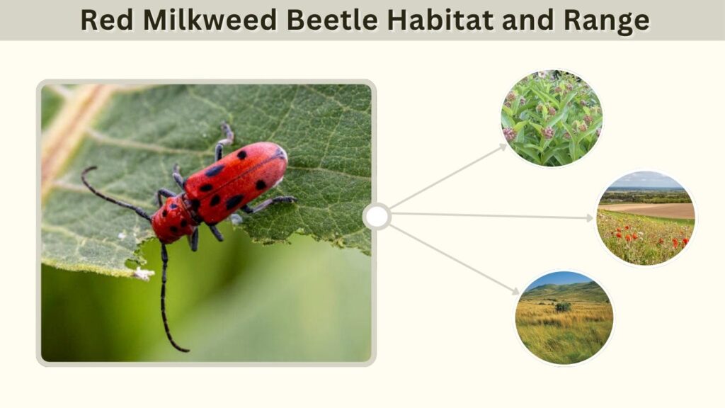 Red Milkweed Beetle Habitat and Range