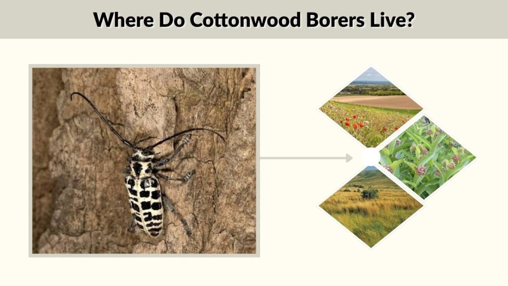 Where Do Cottonwood Borers Live?